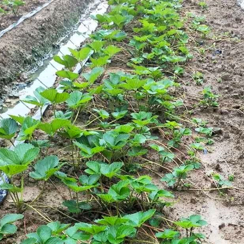 保湿加冰邮寄京郊小白草莓苗品种介绍