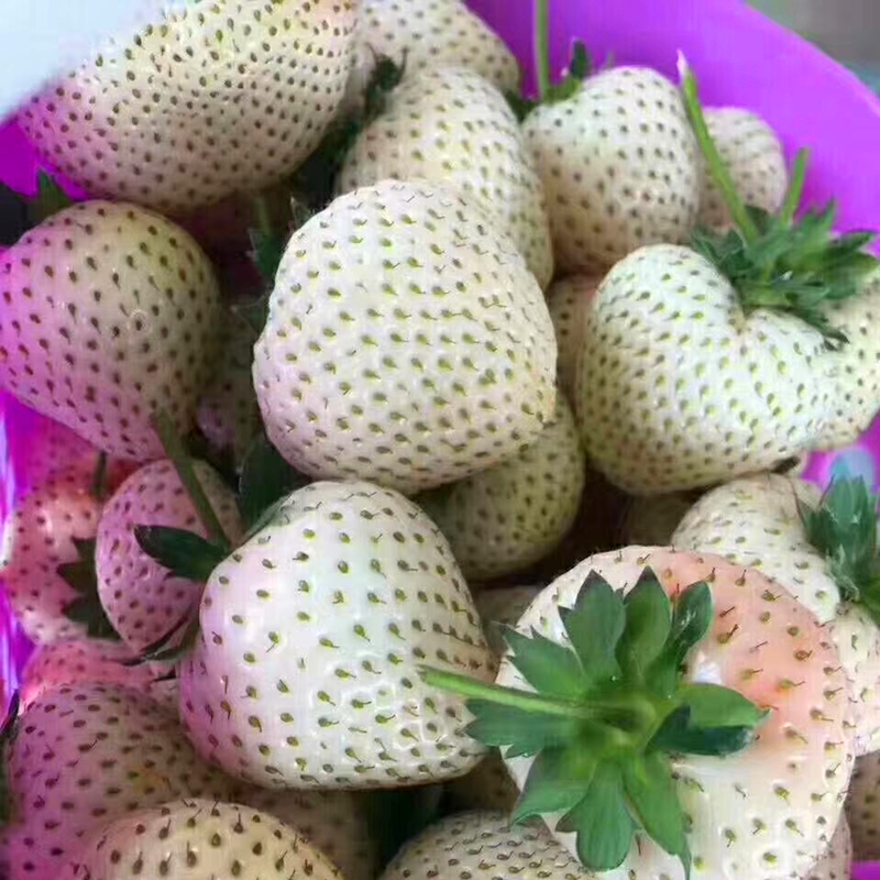 江苏省咖啡草莓苗技术