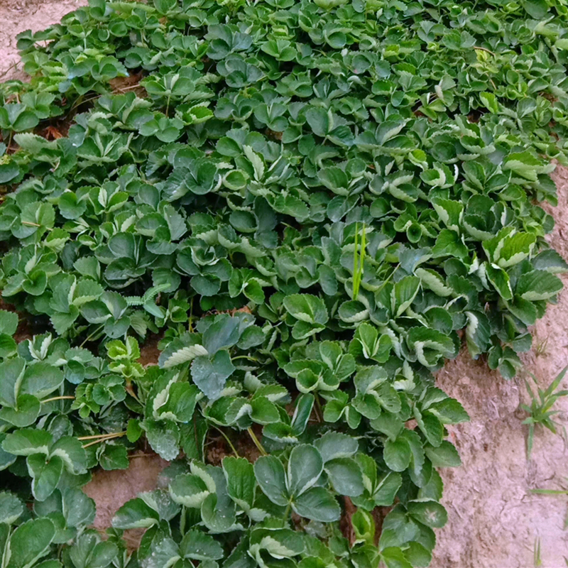 湖北省宁玉草莓苗种植数量