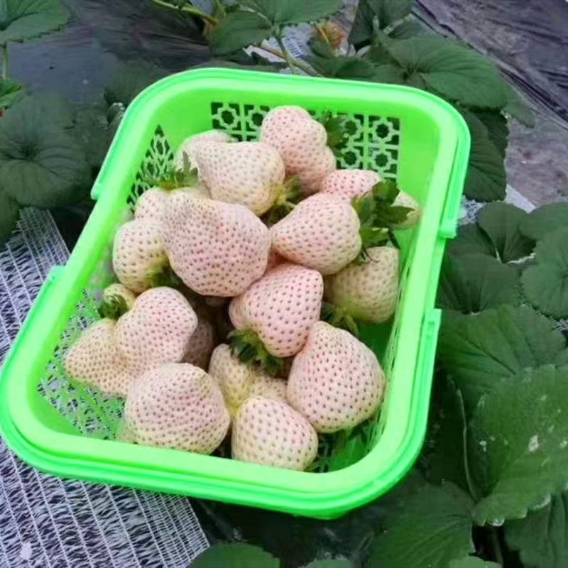 黑龙江省圣诞红草莓苗品种介绍