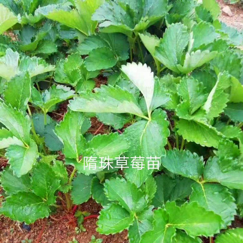 山西省宁玉草莓苗育苗基地
