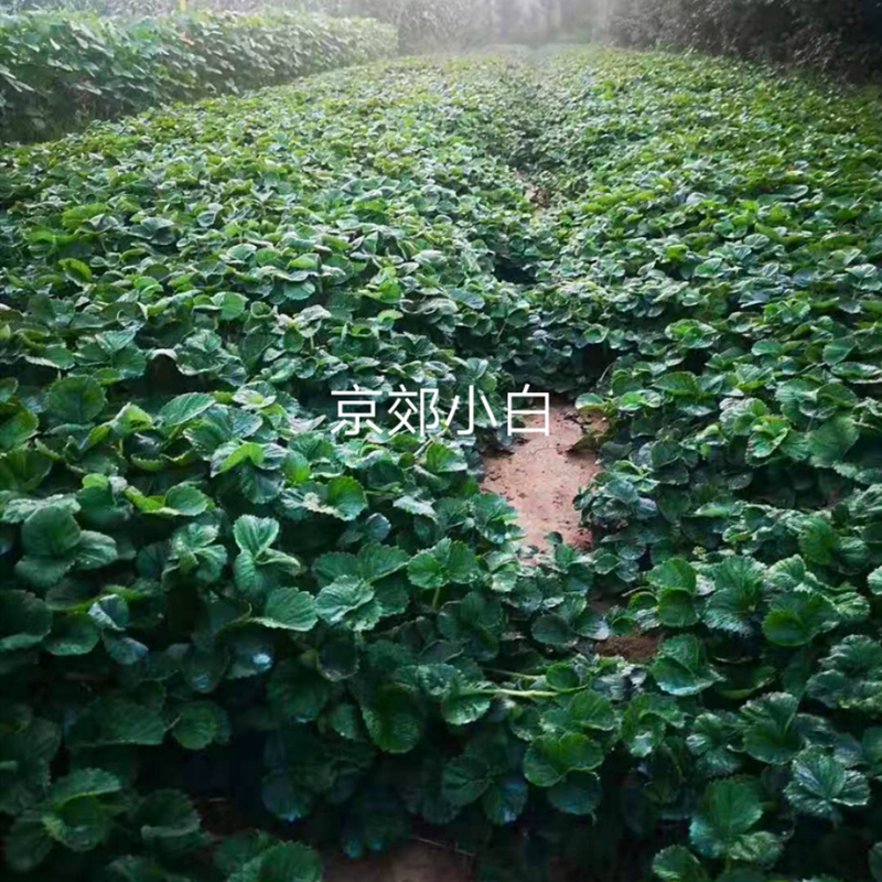 安徽省甜查理草莓苗栽植数量