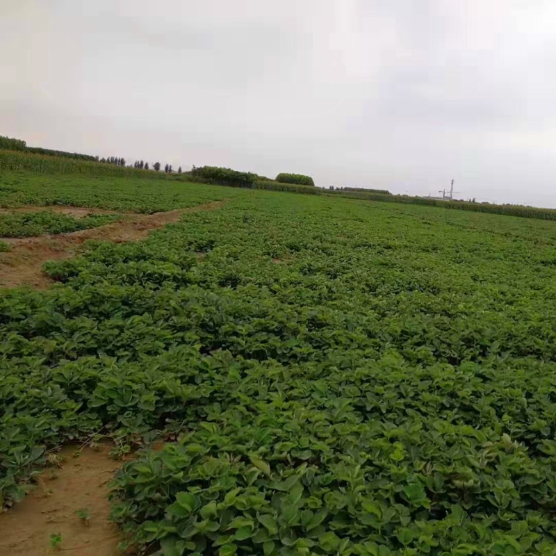 贵州省妙香7号草莓苗栽种季节