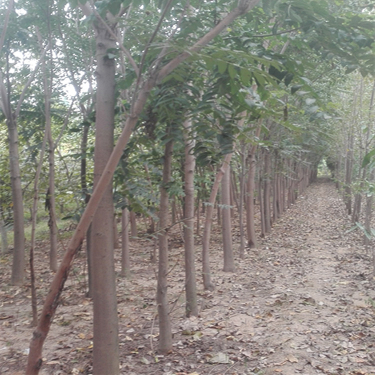 粗度两公分反季节香椿苗种植技术