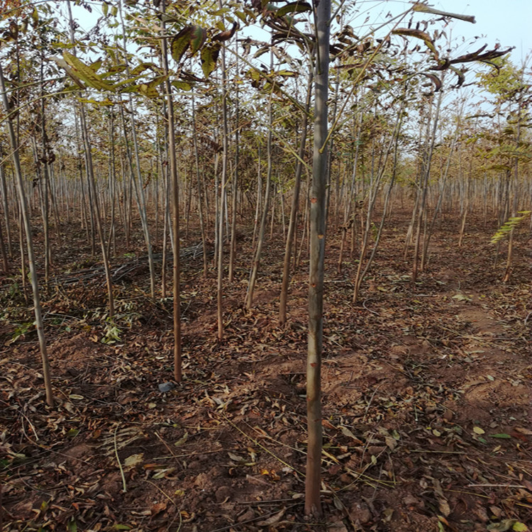 直径1公分反季节香椿苗种植技术