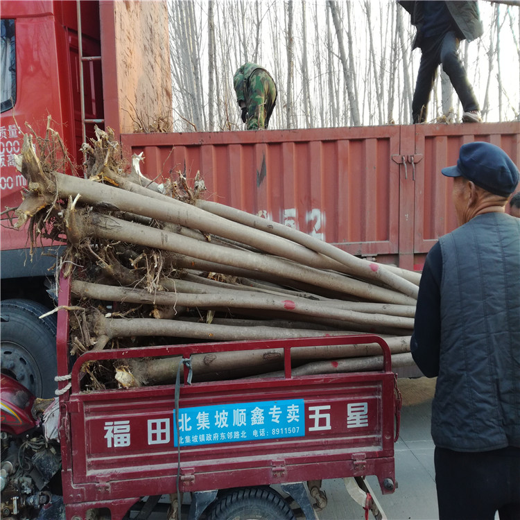 直径1公分反季节香椿苗图片展示