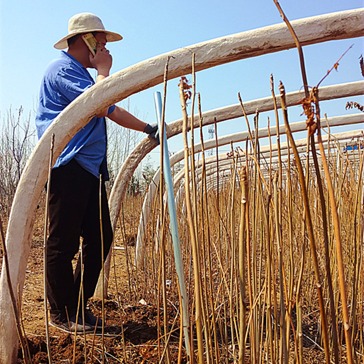 1米以上反季节香椿苗生产基地
