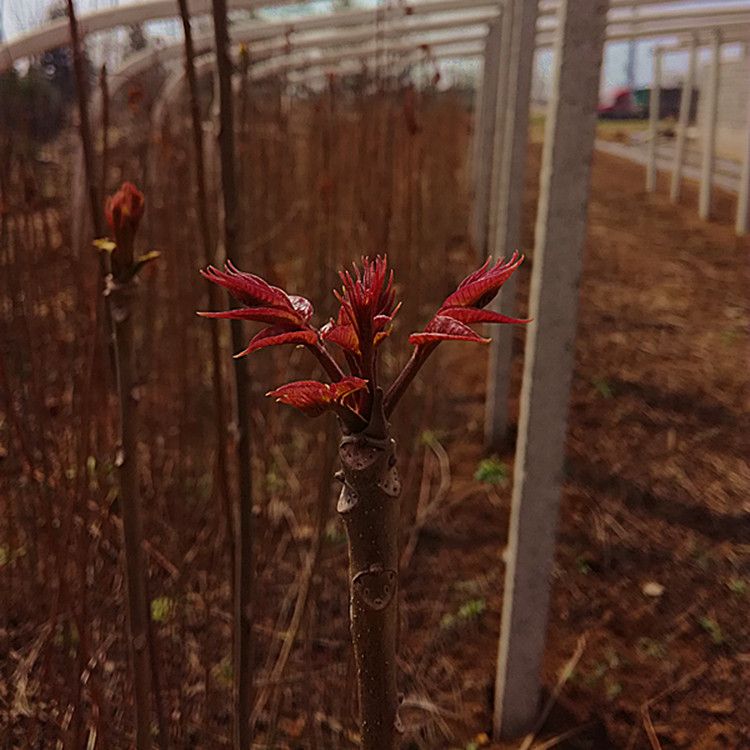 1米以上反季节香椿苗技术