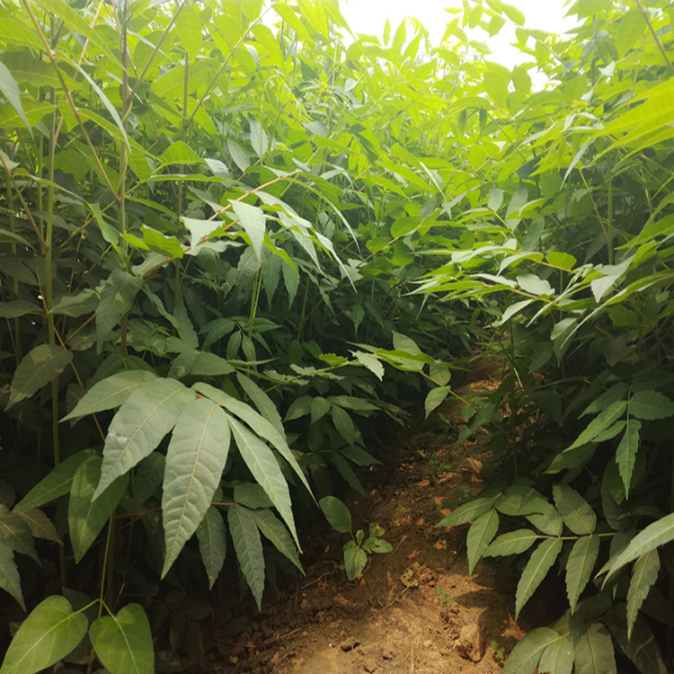 1公分油香椿苗栽植数量