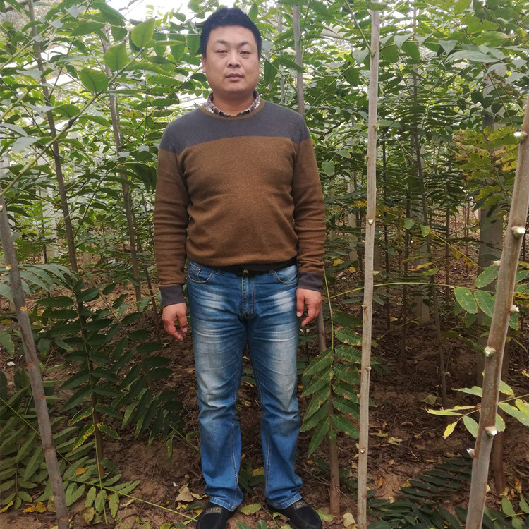 粗度3公分四季红油香椿苗种植