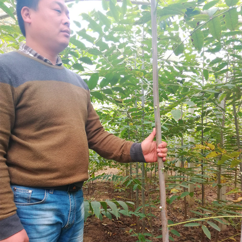 粗度两公分反季节香椿苗种植基地