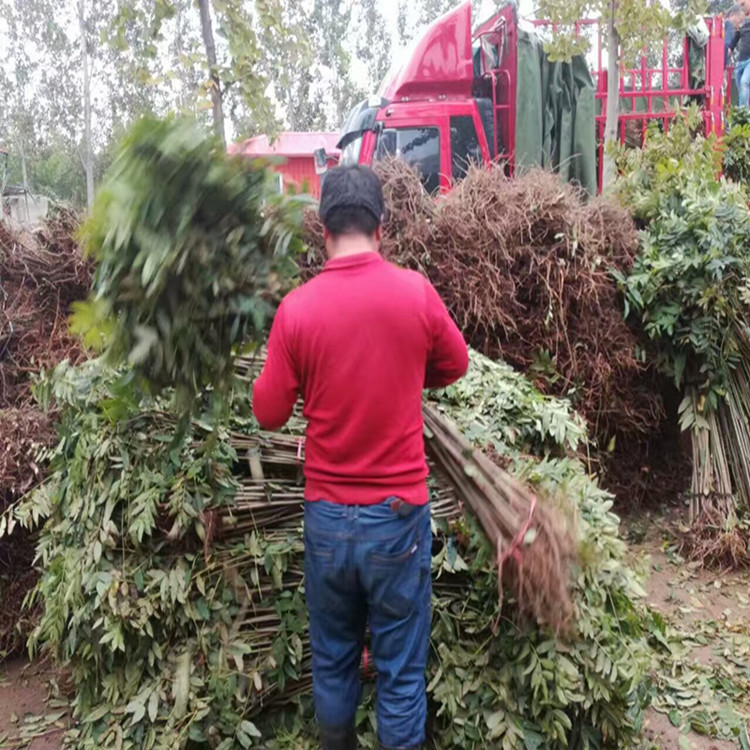 高度一米菜香椿苗种植基地