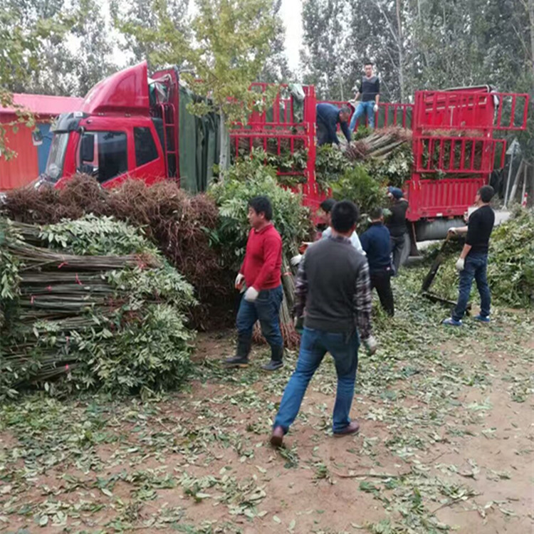 两年生反季节香椿苗栽种季节