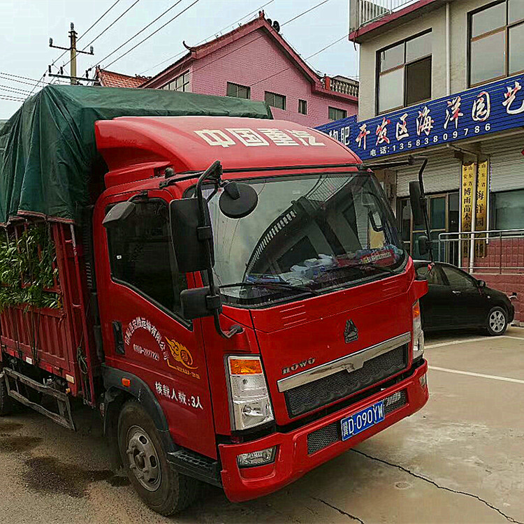 粗度2公分红油香椿苗育苗基地