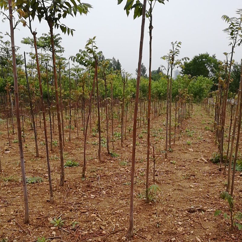 1米以上反季节香椿苗生产基地