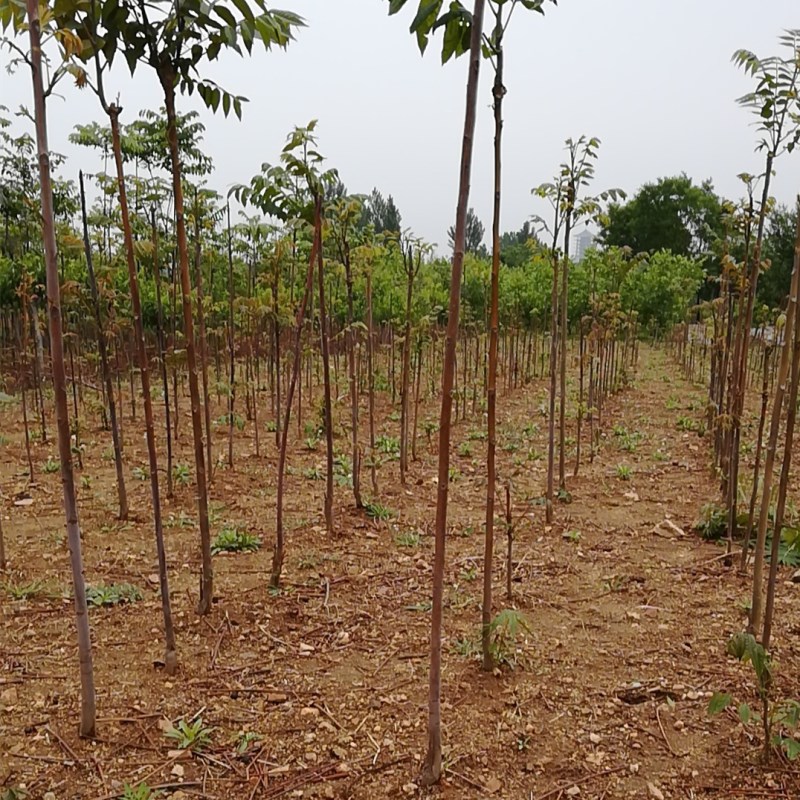 两年生反季节香椿苗生产基地