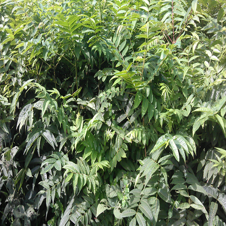 3公分棚红油香椿苗种植