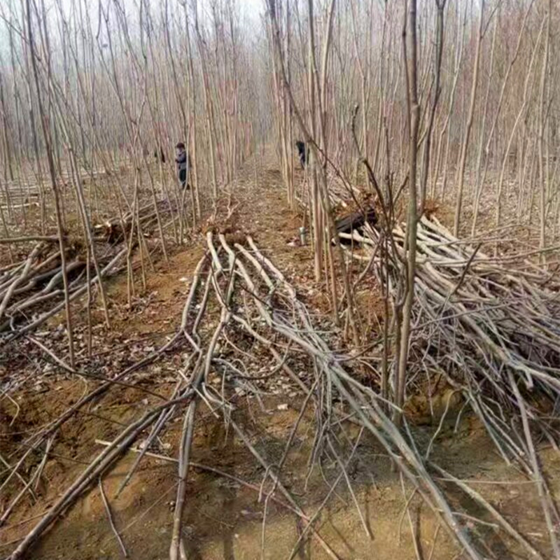 一公分棚红油香椿苗种植数量