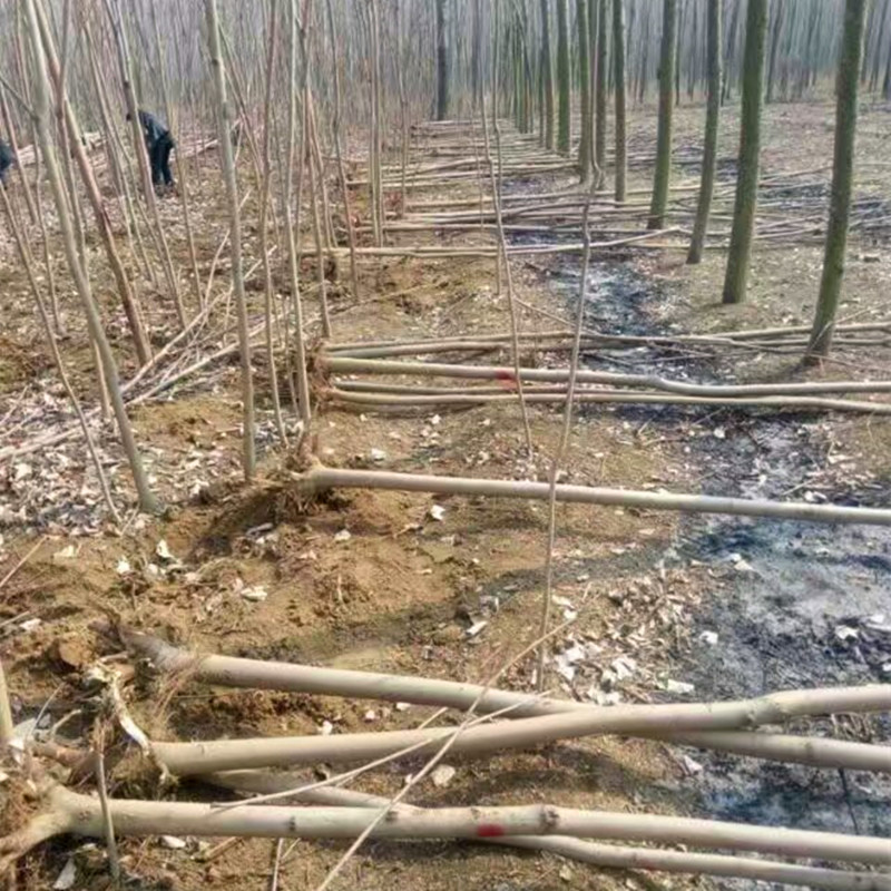 粗度两公分反季节香椿苗种植技术