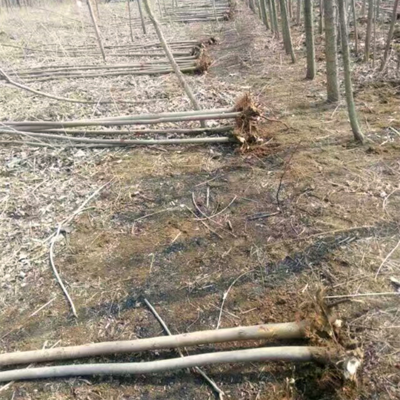 直径2公分大棚香椿苗种植基地