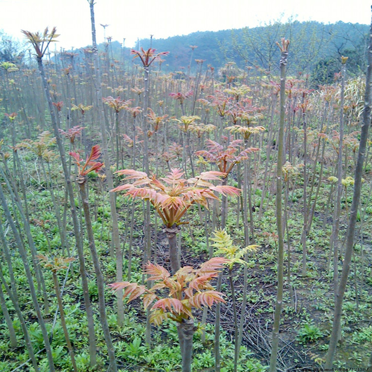 1米高菜香椿苗栽植数量