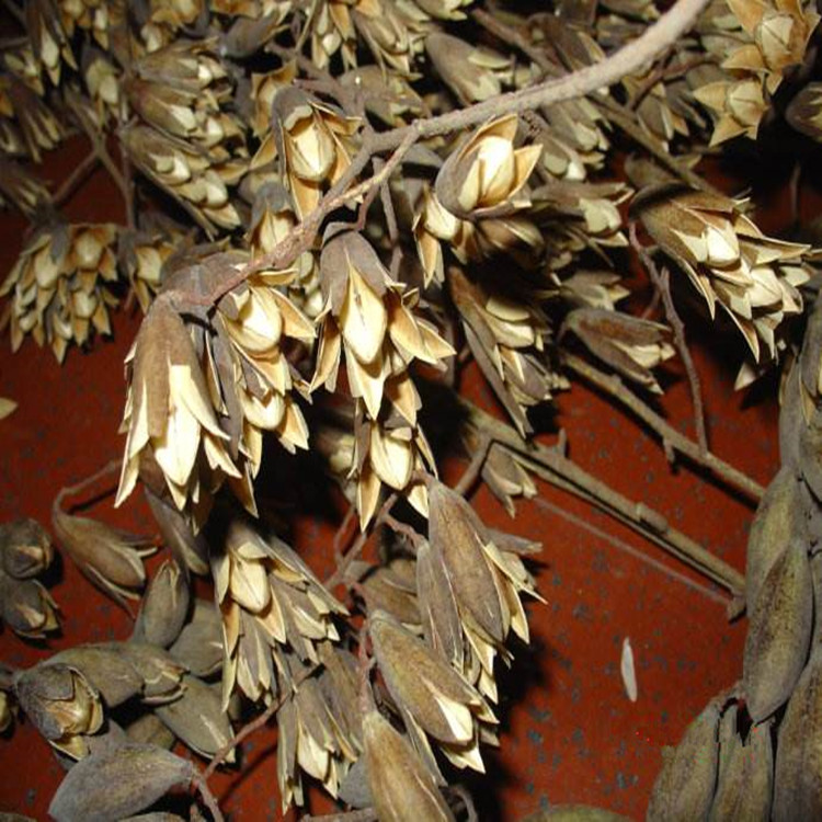 粗度两公分反季节香椿苗产品展示