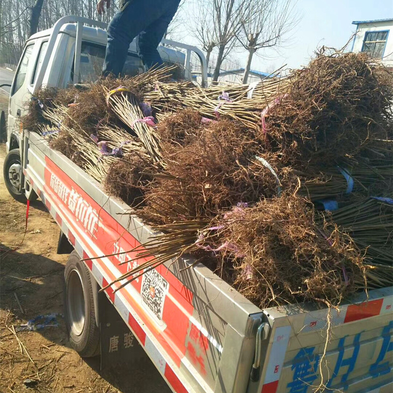 粗度两公分反季节香椿苗栽种季节