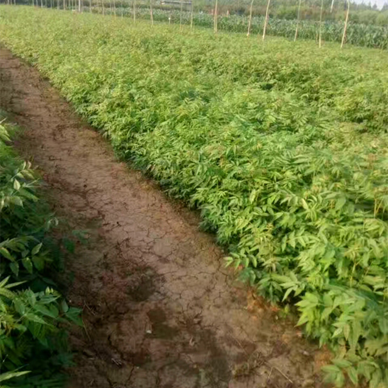 粗度一公分红油香椿苗育苗基地