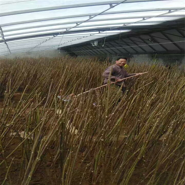 直径2公分大棚香椿苗种植基地