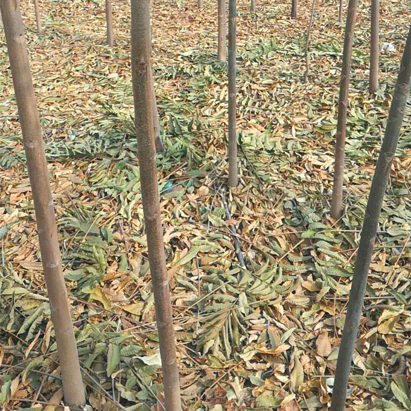 假植大棚红油香椿苗生产基地