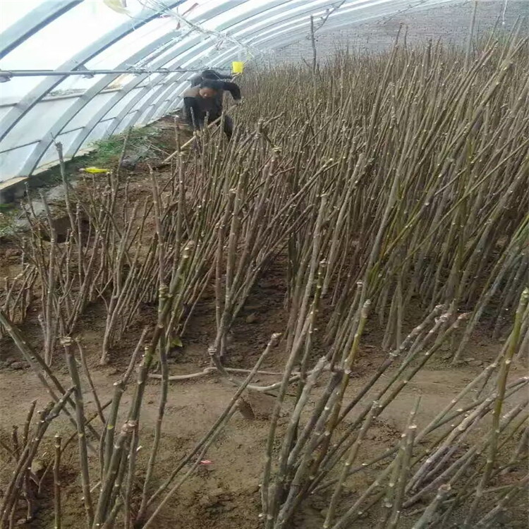 粗度两公分反季节香椿苗种植基地