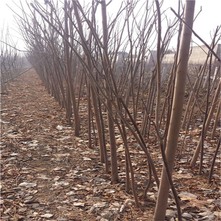 直径一公分红油香椿苗种植基地