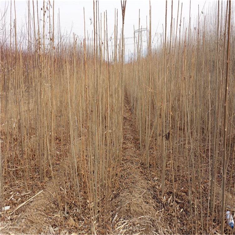 粗度两公分反季节香椿苗种植数量