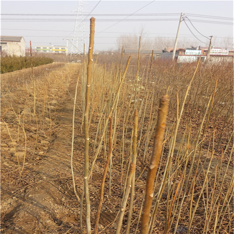 两年生反季节香椿苗种植数量