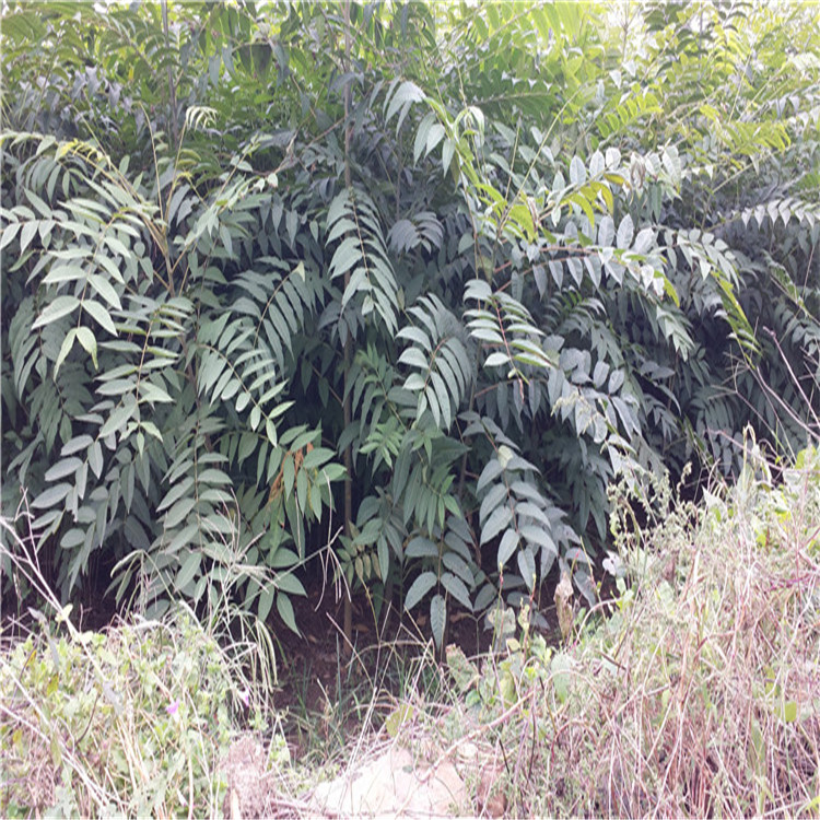 两年生反季节香椿苗生产基地