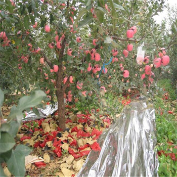 2020年紅將軍栽植數(shù)量