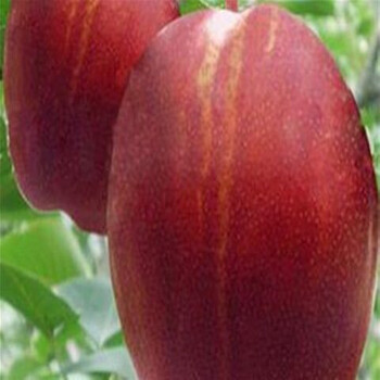 2020年红香酥梨苗种植基地