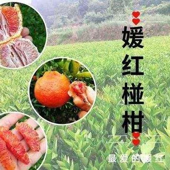 丽江红肉椪柑苗,红肉椪柑苗批发,丽江新品种苗