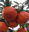 新余嫒红柑橘苗嫒红柑橘苗基地新余新品种苗