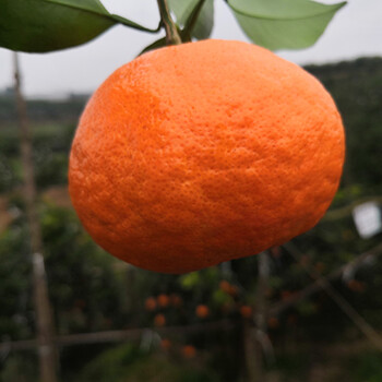 钦州明日见柑橘苗,明日见柑橘苗三年苗,钦州嫁接柑橘苗