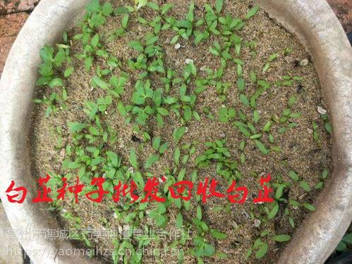 白芷种植技术视频教程,白芷种植技术视频教程完整版
