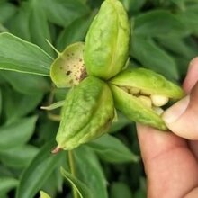 芍药苗成活率高芍药种子种植图片