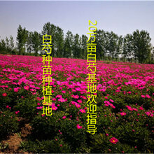 优质白芍种苗欢迎实地考察图片