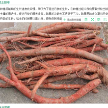 芍药种植土壤要求种植成本和基地药美图片