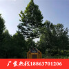 專業挖樹機設備園林移樹設備土球挖樹機一分鐘一棵樹