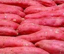 辽宁凌海沙地红薯红皮白心和红皮黄心热销中图片
