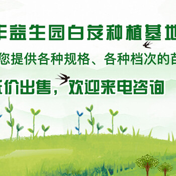 普洱紫花三叉白芨基地批發(fā)
