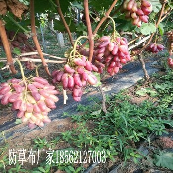 防草布地布Pe蓋草地布價(jià)格