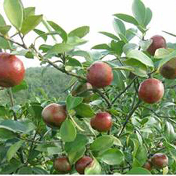 遵義油茶價(jià)格