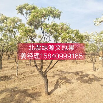 文冠果10公分以上樹(shù)苗文冠果樹(shù)苗價(jià)格遼寧文冠果基地文冠果合作社